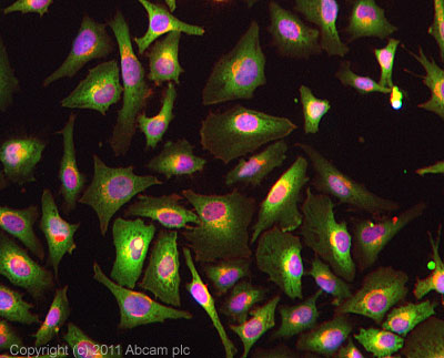 ICC/IF image of ab82908 stained HeLa cells. The cells were 4% formaldehyde fixed (10 min) and then incubated in 1%BSA / 10% normal goat serum / 0.3M glycine in 0.1% PBS-Tween for 1h to permeabilise the cells and block non-specific protein-protein interactions. The cells were then incubated with the antibody (ab82908, 5µg/ml) overnight at +4°C. The secondary antibody (green) was ab96899, DyLight® 488 goat anti-rabbit IgG (H+L) used at a 1/250 dilution for 1h.Alexa Fluor® 594 WGA was used to label plasma membranes (red) at a 1/200 dilution for 1h. DAPI was used to stain the cell nuclei (blue) at a concentration of 1.43µM.
