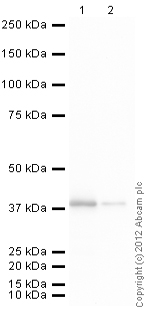 developed using the ECL techniquePerformed under reducing conditions.