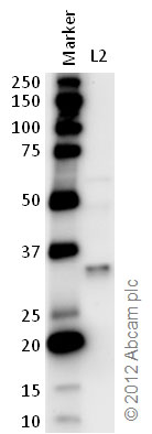 All lanes : Anti-DDAH1 antibody (ab82908) at 1 µg/mlLane 1 : MarkerLane 2 : Zebrafish brain homogenate at 20 µg/mlSecondaryGoat polyclonal to Rabbit IgG – H&L – Pre-Adsorbed (HRP) at 1/6000 dilutiondeveloped using the ECL techniquePerformed under reducing conditions.
