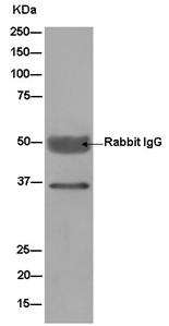 Immunoprecipitation analysis of Human fetal kidney lysate labeling DDAH1 with ab180599 at a 1/40 dilution. Goat Anti-Rabbit IgG (H+L) Peroxidase conjugated secondary used at a 1/1000 dilution.
