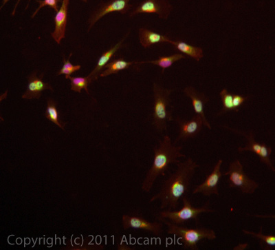 ICC/IF image of ab77765 stained HeLa cells. The cells were 4% PFA fixed (10 min) and then incubated in 1%BSA / 10% normal goat serum / 0.3M glycine in 0.1% PBS-Tween for 1h to permeabilise the cells and block non-specific protein-protein interactions. The cells were then incubated with the antibody (ab77765, 1µg/ml) overnight at +4°C. The secondary antibody (green) was ab96899 Dylight 488 goat anti-rabbit IgG (H+L) used at a 1/250 dilution for 1h. Alexa Fluor® 594 WGA was used to label plasma membranes (red) at a 1/200 dilution for 1h. DAPI was used to stain the cell nuclei (blue) at a concentration of 1.43µM.