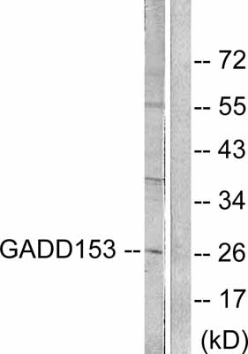 All lanes : Anti-DDIT3 antibody (ab53081) at 1/500 dilutionLane 1 : LOVO cell extract (treated with 10% serum for 15 mins.) with no blocking peptideLane 2 : LOVO cell extract (treated with 10% serum for 15 mins.) with blocking peptide (ab53081 immunogen)