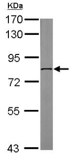 Anti-DDX3 antibody (ab151965) at 1/2000 dilution + Human Embryonic stem cell lysate at 20 µg