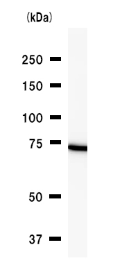 Anti-DDX3 antibody [2253C5a] (ab50703) at 1/100 dilution + Hela whole cell lysate at 25 µg