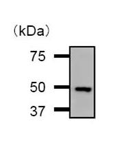 500µg HeLa cell lysate was prepared in RIPA buffer and immunoprecipitated with 5µg ab50697. The subsequent Western blot was probed with ab50697 at 1/50, followed by TrueBlot anti-mouse IgG at 1/1000. Developed by the ECL technique.