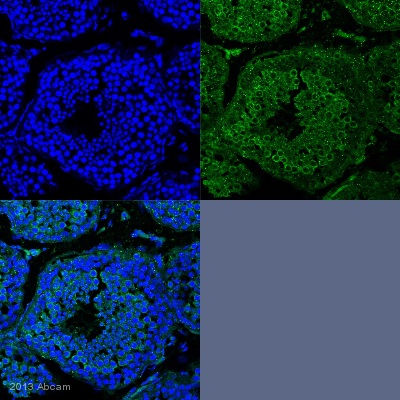 IHC-P image of DDX4 / MVH (ab27591) on adult marmoset testis. The sections were fixed with Formaldehyde and blocked in 5% milk for 30 minutes, before incubation with the DDX4 antibody (1/50 dilution) for 18 hours at 4°C. Cytoplasmic staining is seen with ab27591 (green), DAPI was used to stain nuclei (blue).See Abreview