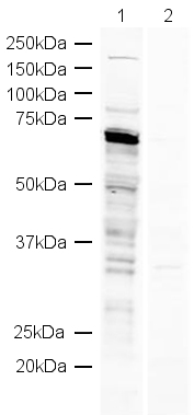 All lanes : Anti-DDX5 antibody (ab21696) at 1 µg/mlLane 1 : HeLa nuclear lysateLane 2 : HeLa nuclear lysate with Human DDX5 peptide (ab22412) at 1 µg/mlLysates/proteins at 20 µg per lane.SecondaryAlexa Fluor Goat polyclonal to Rabbit IgG at 1/10000 dilution