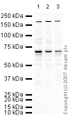 All lanes : Anti-DDX5 antibody (ab21696) at 1 µg/mlLane 1 : MEF1 (Mouse embryonic fibroblast cell line) Whole Cell LysateLane 2 : Testis (Mouse) Tissue Lysate - normal tissue Lane 3 : PC12 (Rat adrenal pheochromocytoma cell line) Whole Cell LysateLysates/proteins at 10 µg per lane.SecondaryIRDye 680 Conjugated Goat Anti-Rabbit IgG (H+L) at 1/10000 dilutionPerformed under reducing conditions.
