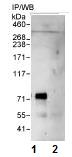 Detection of DDX51 by Western Blot of Immunprecipitate. Lane 1: ab72292, at 1µg/ml, staining DDX51 in HeLa whole cell lysate immunoprecipitated using ab72292 at 3µg/mg lysate (1 mg/IP; 20% of IP loaded). Lane 2: Control IgG. Detection: Chemiluminescence with an exposure time of 3 minutes.