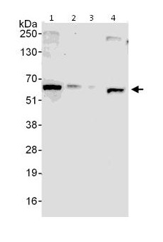 All lanes : Anti-DDX56 antibody (ab115178) at 0.1 µg/mlLane 1 : HeLa whole cell lysate at 50 µgLane 2 : HeLa whole cell lysate at 15 µgLane 3 : HeLa whole cell lysate at 5 µgLane 4 : 293T whole cell lysate at 50 µgdeveloped using the ECL technique