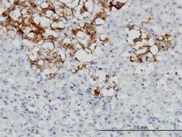 Decorin antibody (ab54728) used in immunohistochemistry at 3ug/ml on formalin fixed and paraffin embedded human adrenal gland.