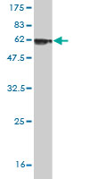 Western blot against tagged recombinant protein immunogen using ab54728 Decorin antibody at 1ug/ml.