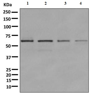 All lanes : Anti-Deformed Epidermal Autoregulatory Factor 1 antibody [EPR10322] (ab156591) at 1/1000 dilutionLane 1 : 293T cell lysateLane 2 : Jurkat cell lysateLane 3 : SH-SY5Y cell lysateLane 4 : HeLa cell lysateLysates/proteins at 10 µg per lane.SecondaryHRP labelled goat anti-rabbit at 1/2000 dilution