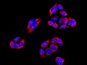 Immunofluorescent analysis of HeLa cells labeling Deformed Epidermal Autoregulatory Factor 1 with ab156591 at 1/100 dilution.