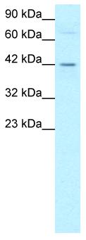 Anti-DEK antibody (ab22826) at 0.4 µg/ml + HepG2 (Human hepatocellular liver carcinoma cell line) Whole Cell Lysate (ab7900)SecondaryDonkey Anti-Rabbit IgG H&L (HRP) preadsorbed (ab7083)