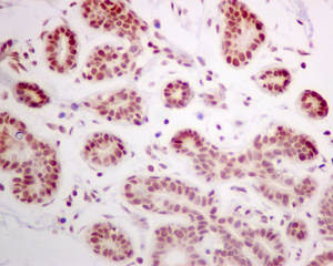 Immunohistochemical analysis of paraffin-embedded Human breast tissue labeling DEK with ab166624 at 1/250 dilution.