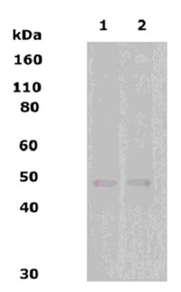 All lanes : Anti-Delta Opioid Receptor antibody (ab66317) at 1/500 dilutionLane 1 : human brain lysateLane 2 : rat brain lysateLysates/proteins at 10 µg per lane.