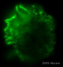 ab54750 at a 1/50 dilution staining Deoxyribonuclease I like 1 in Dog macrophage cell line DH82 by Immunocytochemistry/ PFA fixed, incubated for 1 hour at 25°C. Blocked using 1% BSA for 30 minutes at 25°C. Secondary used at 1/100 polyclonal Goat anti-mouse conjugated to Alexa Fluor 488.See Abreview