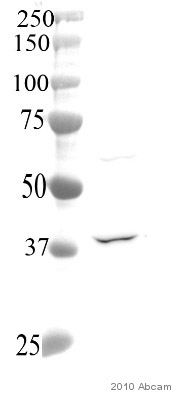 Anti-Deoxyribonuclease I like 1 antibody (ab54750) at 1/1500 dilution (in TBS + 1% Skim milk + 0.05% Tween 20 for 12 hours at 4°C) + Whole cell lysate of a Human acute leukaemia cell line at 1000000 cellsSecondaryAn HRP-conjugated Goat anti-mouse polyclonal at 1/2000 dilutiondeveloped using the ECL techniqueObserved band size : ~42 kDa (why is the actual band size different from the predicted?)Exposure time : 50 secondsThis image is courtesy of an Abreview submitted by Dipu Mohan KumarSee Abreview