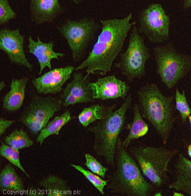 ICC/IF image of ab101928 stained HeLa cells. The cells were 4% formladhyde fixed (10 min) and then incubated in 1%BSA / 10% normal goat serum / 0.3M glycine in 0.1% PBS-Tween for 1h to permeabilise the cells and block non-specific protein-protein interactions. The cells were then incubated with the antibody (ab101928, 1/200 dilution) overnight at +4°C. The secondary antibody (green) was ab96899, DyLight® 488 goat anti-rabbit IgG (H+L) used at a 1/250 dilution for 1h. Alexa Fluor® 594 WGA was used to label plasma membranes (red) at a 1/200 dilution for 1h. DAPI was used to stain the cell nuclei (blue) at a concentration of 1.43µM.
