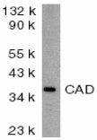 Anti-DFFB antibody (ab8401) at 2 µg/ml + murine kidney tissue lysate