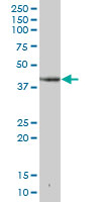 Anti-DHPS antibody (ab67576) at 1/500 dilution + human placenta tissue lysate at 25 µgSecondaryGoat Anti-Mouse IgG (H&L)-HRP Conjugate at 1/2500 dilution