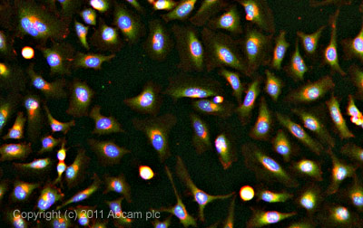 ICC/IF image of ab70269 stained HeLa cells. The cells were 100% methanol fixed (5 min) and then incubated in 1%BSA / 10% normal goat serum / 0.3M glycine in 0.1% PBS-Tween for 1h to permeabilise the cells and block non-specific protein-protein interactions. The cells were then incubated with the antibody (ab70269, 5µg/ml) overnight at +4°C. The secondary antibody (green) was ab96899, DyLight® 488 goat anti-rabbit IgG (H+L) used at a 1/250 dilution for 1h. Alexa Fluor® 594 WGA was used to label plasma membranes (red) at a 1/200 dilution for 1h. DAPI was used to stain the cell nuclei (blue) at a concentration of 1.43µM.