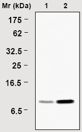 Immunoprecipitation analysis of HepG2 cell lysates using ab16775.Lane 1: Input.Lane 2: Precipitates.