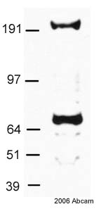 Anti-Dicer antibody (ab13502) at 1/1000 dilution + Human HeLa cell, whole cell lysate.SecondaryHRP conjugated goat anti-rabbitdeveloped using the ECL techniquePerformed under non-reducing conditions.Observed band size : 218 kDa (why is the actual band size different from the predicted?)Additional bands at : 70 kDa (possible non-specific binding).Exposure time :  3 minutesThis image is courtesy of an Abreview submitted by Dr Andrey PoleshkoSee Abreview