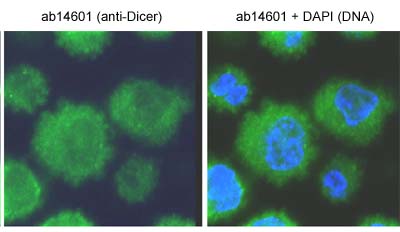 Mouse embryonic fibroblasts (MEFs) were fixed in 4%PFA, permeabilised in PBS 1%BSA 0.1%TX-100 and incubated with anti-Dicer antibody  ab14601 (1:100 dilution) o/n. The antibody showed mainly cytoplasmic staining.