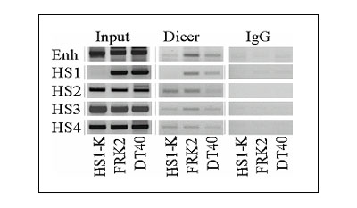ChIP analysis of Dicer protein binding at chicken ß-globin regulatory elements. Chromatin from human erythroleukemia (K562) cells containing chicken chromosomes with normal (FRK2) or mutant (HS1-K) ß-globin loci and chicken DT40 cells was immunprecipitated with antibodies to Dicer (ab14601). PCR analysis of immunoprecipitated chromatin was carried out using primers to the chicken ß-globin regulatory elements. Mouse IgG served as control. 10% of input DNA was utilized.