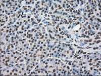 ab117984, at 1/50 dilution, staining Dihydrofolate reductase (DHFR) in paraffin-embedded Human pancreas tissue by Immunohistochemistry.