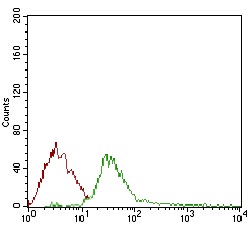 Flow Cytometrical analysis of Jurkat cells labeling DIS3L2 with ab181743 at 1/200 (green) compared to a negative control antibody (red).