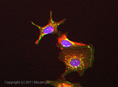 ICC/IF image of ab88334 stained MCF-7 cells. The cells were 100% methanol fixed (5 min) and then incubated in 1%BSA / 10% normal goat serum / 0.3M glycine in 0.1% PBS-Tween for 1h to permeabilise the cells and block non-specific protein-protein interactions. The cells were then incubated with the antibody (ab88334, 10µg/ml) overnight at +4°C. The secondary antibody (green) was ab96879 Dylight 488 goat anti-mouse IgG (H+L) used at a 1/250 dilution for 1h. Alexa Fluor® 594 WGA was used to label plasma membranes (red) at a 1/200 dilution for 1h. DAPI was used to stain the cell nuclei (blue) at a concentration of 1.43µM.