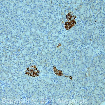 IHC image of ab89908 staining in human pancreas formalin fixed paraffin embedded tissue section, performed on a Leica BondTM system using the standard protocol F. The section was pre-treated using heat mediated antigen retrieval with sodium citrate buffer (pH6, epitope retrieval solution 1) for 20 mins. The section was then incubated with ab89908, 1µg/ml, for 15 mins at room temperature and detected using an HRP conjugated compact polymer system. DAB was used as the chromogen. The section was then counterstained with haematoxylin and mounted with DPX.For other IHC staining systems (automated and non-automated) customers should optimize variable parameters such as antigen retrieval conditions, primary antibody concentration and antibody incubation times.
