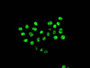 Immunofluorescence analysis of SW480 cells labeling Dlx4 with ab175218 at 1/100 dilution.