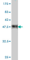 Western blot against tagged recombinant protein immunogen using ab57714 COP antibody at 1ug/ml.