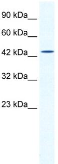 Anti-DMRTB1 antibody (ab30911) at 2.5 µg/ml + HepG2 Cell Lysate at 10 µgSecondaryHRP conjugated anti rabbit IgG at 1/50,000 - 1/100,000