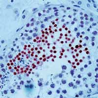 ab1831 staining human testis by IHC-P.