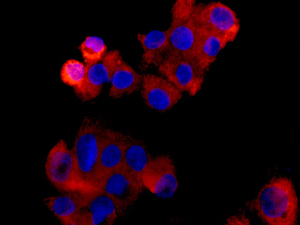 Immunofluorescence analysis of HepG2 cells labeling Coproporphyrinogen Oxidase (CPOX) with ab170945 at 1/100 (red). DAPI nuclear staining (blue).