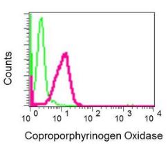 Flow cytometric analysis of K562 cells labeling Coproporphyrinogen Oxidase (CPOX) with ab170945 at 1/10 dilution (red) and rabbit IgG (negative control) (green).