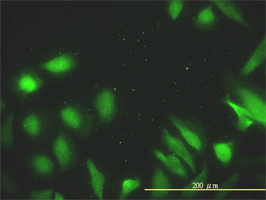 DNAJA2 antibody (ab56589) used in immunofluorescence at 10ug/ml on HeLa cells.