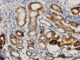 DNAJC10 antibody (ab57376) used in immunohistochemistry at 3ug/ml on formalin fixed and paraffin embedded human stomach.