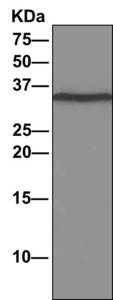 Immunoprecipitation. ab166612 at 1/1000 staining DNAJC9 in 293T cell lysate immunoprecipitated using ab166612 at 1/10.