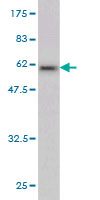 Western blot against tagged recombinant protein immunogen using ab58213 DNALI1 antibody at 1ug/ml. 