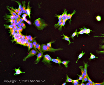 ICC/IF image of ab8119 stained Hek293 cells. The cells were 100% methanol fixed (5 min) and then incubated in 1%BSA / 10% normal goat serum / 0.3M glycine in 0.1% PBS-Tween for 1h to permeabilise the cells and block non-specific protein-protein interactions. The cells were then incubated with the antibody (ab8119, 5µg/ml) overnight at +4°C. The secondary antibody (green) was ab96899, DyLight® 488 goat anti-rabbit IgG (H+L) used at a 1/250 dilution for 1h. Alexa Fluor® 594 WGA was used to label plasma membranes (red) at a 1/200 dilution for 1h. DAPI was used to stain the cell nuclei (blue) at a concentration of 1.43µM.