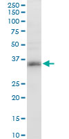 Anti-Dnd1 antibody (ab57770) + PC12