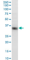 Anti-Dnd1 antibody (ab57770) + Raw 264.7