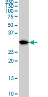 Anti-Dnd1 antibody (ab57770) + NIH/3T3