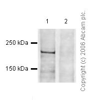 All lanes : Anti-Dnmt1 antibody (ab19905) at 1 µg/mlLane 1 : HeLa nuclear lysateLane 2 : HeLa nuclear lysate with Human Dnmt1 peptide (ab21999) at 1 µg/mlLysates/proteins at 20 µg per lane.SecondaryGoat polyclonal to Rabbit IgG (Alexa Fluor® 680) at 1/10000 dilutionPerformed under reducing conditions.